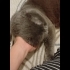 Ücretsiz cins kedi, erkek, kısır, aşılı fotoğraf