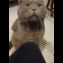 Ücretsiz cins kedi, erkek, kısır, aşılı fotoğraf