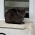 Erkek Russian Blue fotoğraf