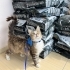 Son Şansı Erkek Uysal kedi sokağa dönüyor fotoğraf