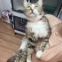 Son Şansı Erkek Uysal kedi sokağa dönüyor fotoğraf