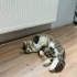 Son Şansı Erkek Uysal kedi sokağa dönüyor fotoğraf