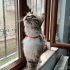 Son Şansı Erkek Uysal kedi sokağa dönüyor fotoğraf