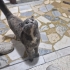 Apartmana sığınan tatlı kedi yuva arıyor fotoğraf