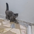 Apartmana sığınan tatlı kedi yuva arıyor fotoğraf
