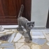 Apartmana sığınan tatlı kedi yuva arıyor fotoğraf