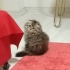 Kirik kulak uzun tüy çok oyuncu fotoğraf