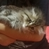 Kirik kulak uzun tüy çok oyuncu fotoğraf