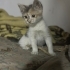 KARDEŞLER YUVALARINI ARIYOR fotoğraf