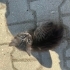 4 oyuncu 2 aylık bebekler fotoğraf