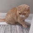 LEO İÇİN İYİ BİR AİLE ARIYORUZ fotoğraf
