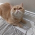 LEO İÇİN İYİ BİR AİLE ARIYORUZ fotoğraf