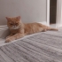 LEO İÇİN İYİ BİR AİLE ARIYORUZ fotoğraf