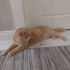 LEO İÇİN İYİ BİR AİLE ARIYORUZ fotoğraf