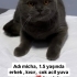 Acil british yuva arıyoruz fotoğraf