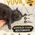Acil british yuva arıyoruz fotoğraf