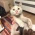 Araba Tekerlerine Sığınan Bebeğe Acil Yuva fotoğraf