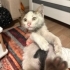 Araba Tekerlerine Sığınan Bebeğe Acil Yuva fotoğraf