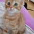 Thor için acil yuva fotoğraf