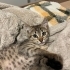Minik Leopar mikmik yuvasını arıyor fotoğraf