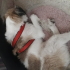 Sevecen Terrier oglumuz Paşa fotoğraf