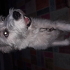 Sevecen Terrier oglumuz Paşa fotoğraf