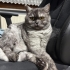 Yetişkin çok uysal kedi fotoğraf