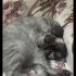 Yetişkin çok uysal kedi fotoğraf