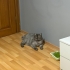 Yetişkin çok uysal kedi fotoğraf