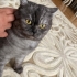 Yetişkin çok uysal kedi fotoğraf