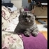 Yetişkin çok uysal kedi fotoğraf