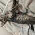 🏡 Sevgi Dolu Yuvalarını Arayan Minikler ve Anneleri 🐱 fotoğraf