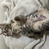 🏡 Sevgi Dolu Yuvalarını Arayan Minikler ve Anneleri 🐱 fotoğraf