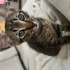 🏡 Sevgi Dolu Yuvalarını Arayan Minikler ve Anneleri 🐱 fotoğraf