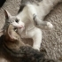 🏡 Sevgi Dolu Yuvalarını Arayan Minikler ve Anneleri 🐱 fotoğraf