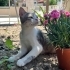🏡 Sevgi Dolu Yuvalarını Arayan Minikler ve Anneleri 🐱 fotoğraf