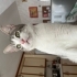 🏡 Sevgi Dolu Yuvalarını Arayan Minikler ve Anneleri 🐱 fotoğraf