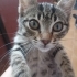MIRMIR İÇİN ACİL YUVA ARIYORUZ fotoğraf