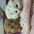 Minik yeni doğmuş yavrular fotoğraf