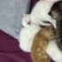 Minik yeni doğmuş yavrular fotoğraf