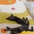 Birbirinden tatlı 2 yavru kedi fotoğraf