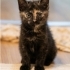 Birbirinden tatlı 2 yavru kedi fotoğraf