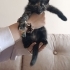 Birbirinden tatlı 2 yavru kedi fotoğraf