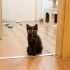Birbirinden tatlı 2 yavru kedi fotoğraf
