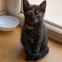 Birbirinden tatlı 2 yavru kedi fotoğraf