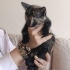 Birbirinden tatlı 2 yavru kedi fotoğraf