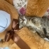 Fındık Kurdu Berna Size gelecekmiş fotoğraf