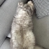 Kedime yuva arıyorum fotoğraf