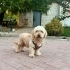 Poodle terrier kırması yuva arıyor fotoğraf