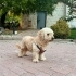 Poodle terrier kırması yuva arıyor fotoğraf